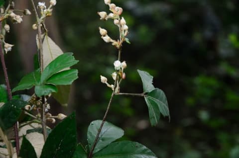 Rubus cochinchinensis