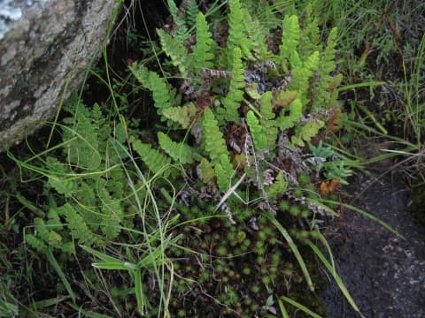 Mohria caffrorum