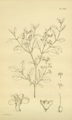 Premna mooiensis