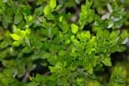 Buxus macowanii