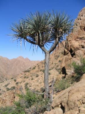 Dracaena ombet