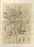 Dialium madagascariense