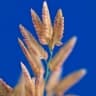 Eragrostis cilianensis