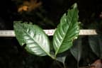 Cassipourea gummiflua