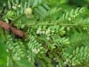 Phyllanthus polyphyllus