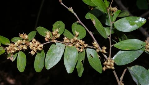 Hymenaea martiana