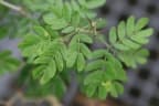 Ebenopsis ebano
