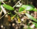 Alyxia stellata