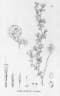 Pithecellobium diversifolium