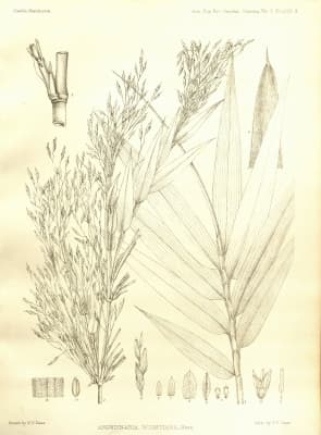 Arundinaria wightiana