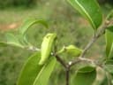 Tabernaemontana coffeoides