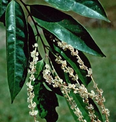 Homalium longifolium