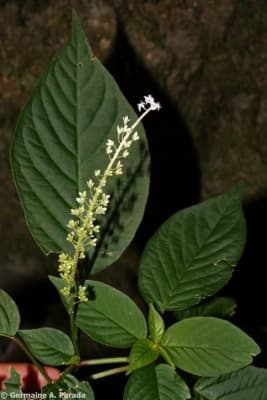 Hilleria latifolia
