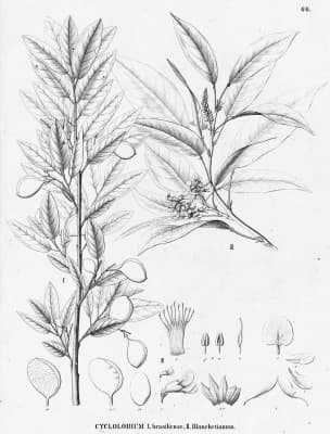 Cyclolobium brasiliense