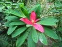 Euphorbia punicea