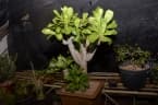 Euphorbia unispina