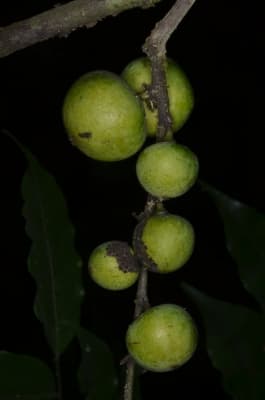 Diospyros cooperi