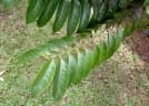 Palaquium merrillii