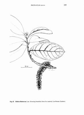 Helicia finisterrae