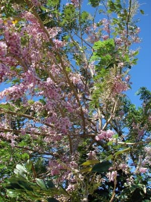 Gliricidia sepium