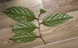 Scorodocarpus borneensis