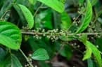 Oreocnide integrifolia