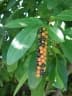 Citharexylum caudatum