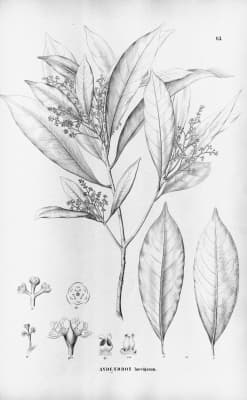 Aniba firmula