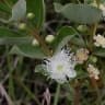 Psidium grandifolium