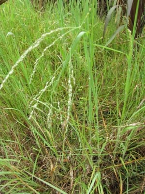 Panicum coloratum