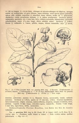 Pera heteranthera