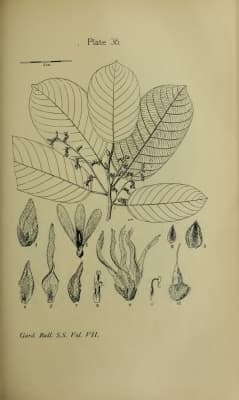 Shorea platycarpa